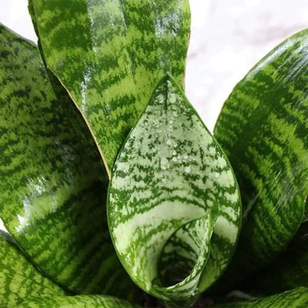 Futura Robusta Plant - Lalit Enterprise