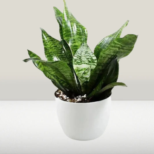 Sansevieria Trifasciata | Futura Robusta Plant - Lalit Enterprise