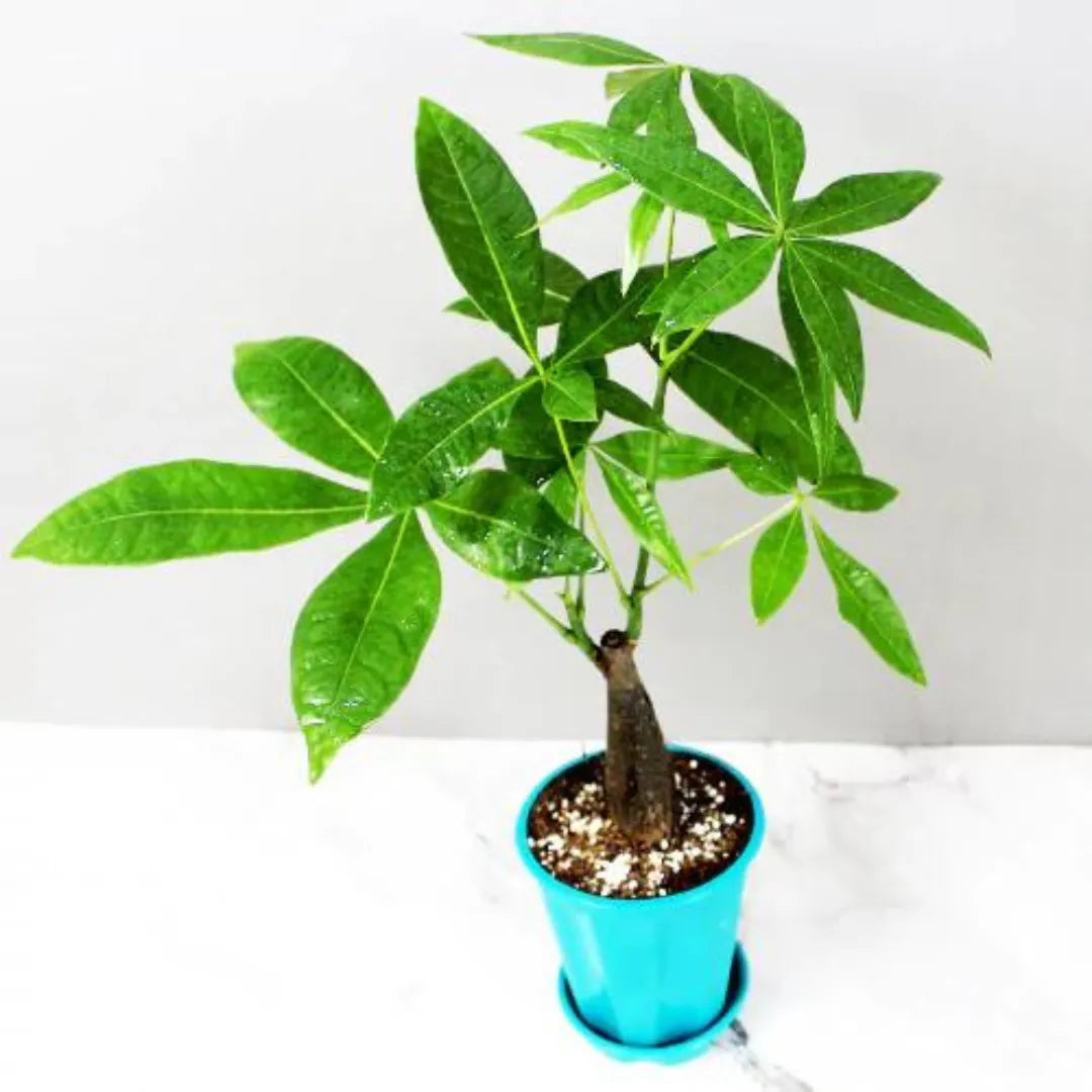 pachira money tree bonsai Pachira Aquatica, Money Tree Bonsai Plant ( Single Trunk) – Lalit Enterprise