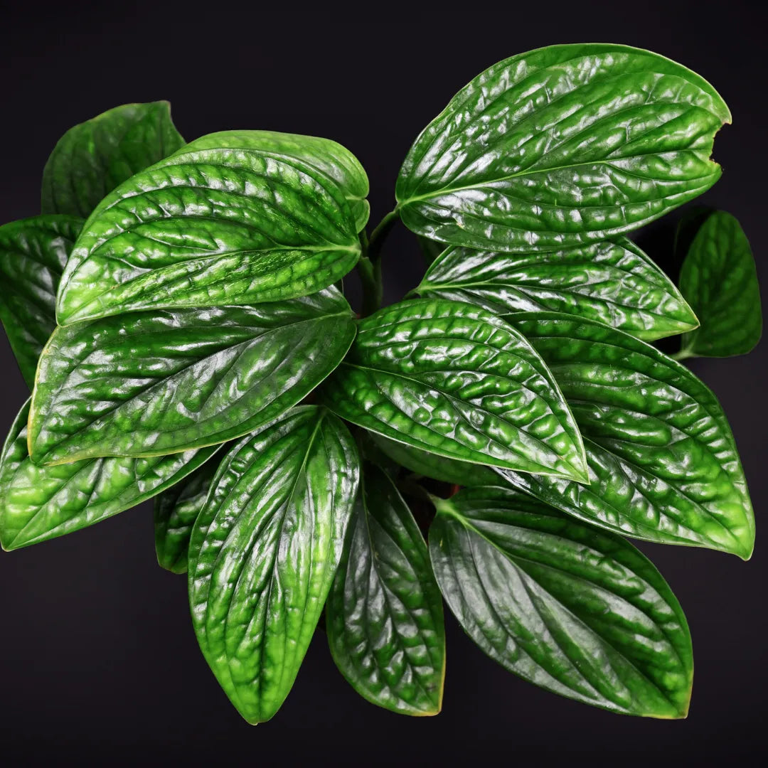 Monstera Karstenianum Vine - Plant