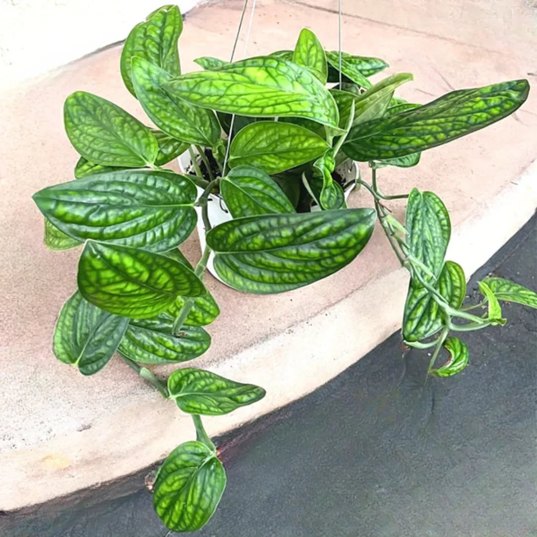Buy Monstera Peru Plant - Lalit Enterprise