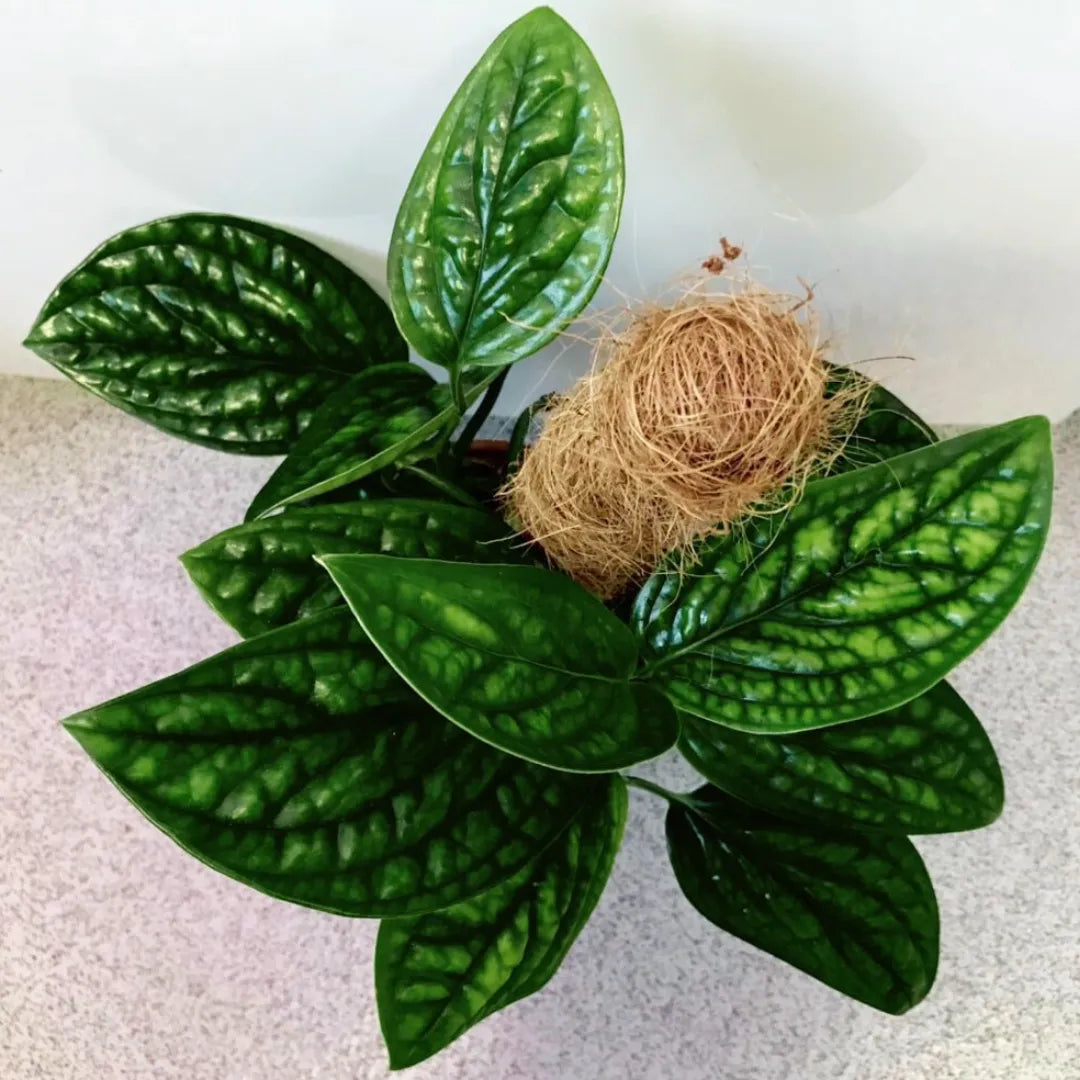 Buy Monstera Karstenianum Plant - Lalit Enterprise