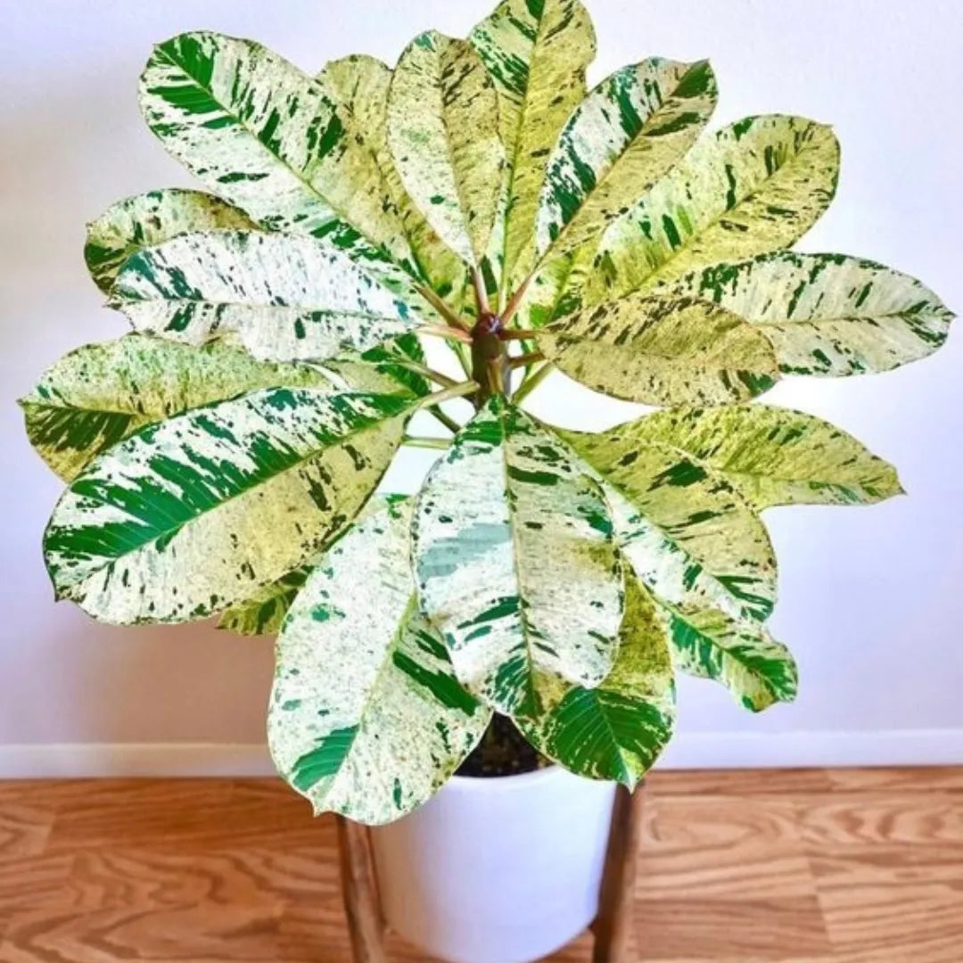 Buy Plumeria 'Maya' Hybrida Variegata - Plants