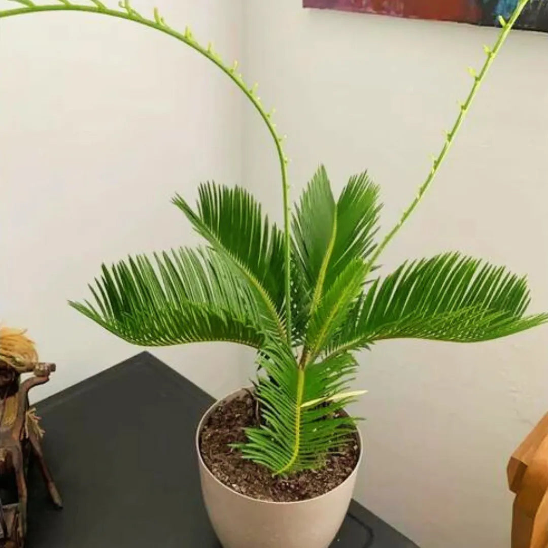 Buy Cycas Revoluta Plant - Lalit Enterprise