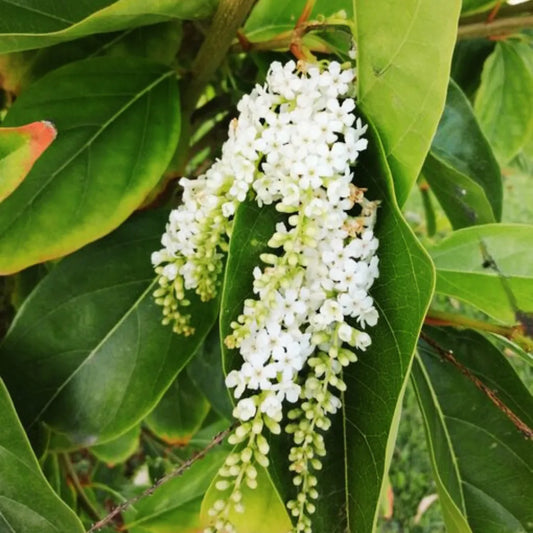 Dwarf Vrindavan champa Flowering Plant