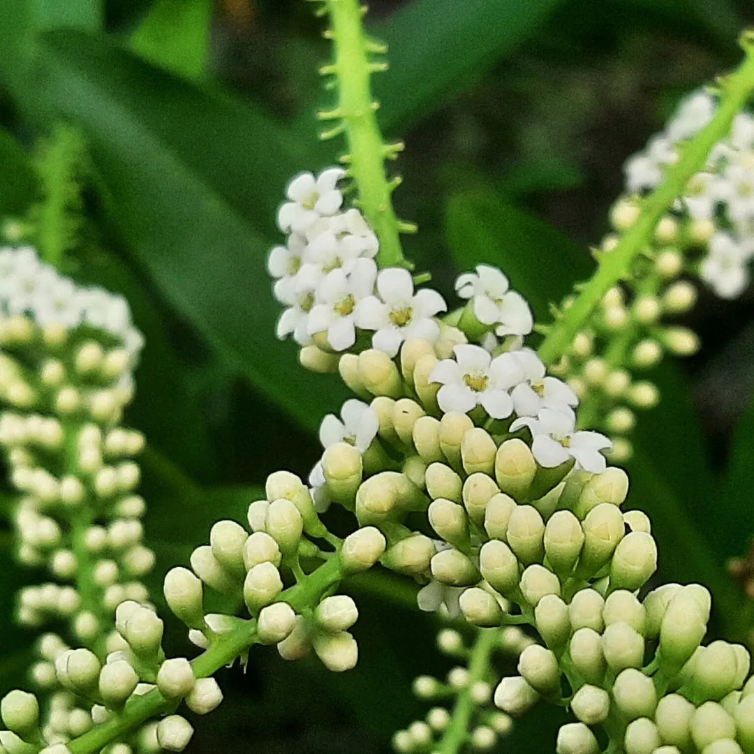 Dwarf Fiddlewood Flower Plant