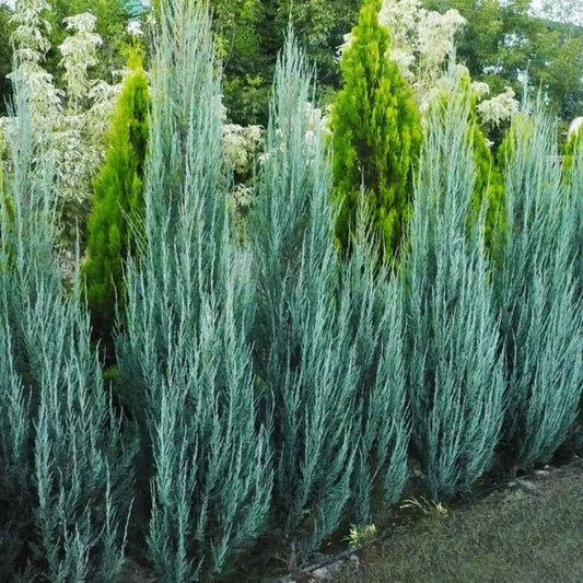 Buy Juniperus scopulorum Plant - Lalit enterprise