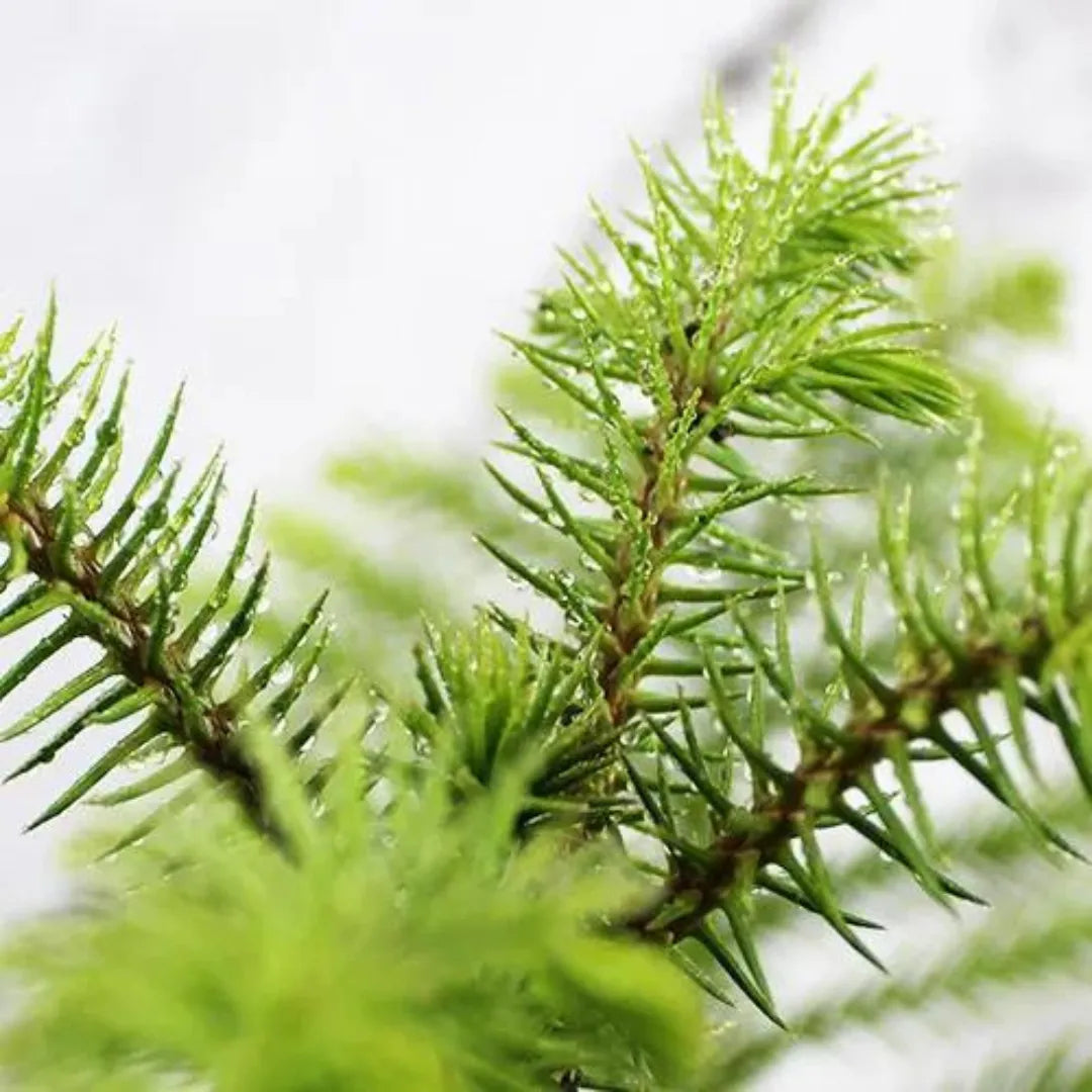 xmas tree