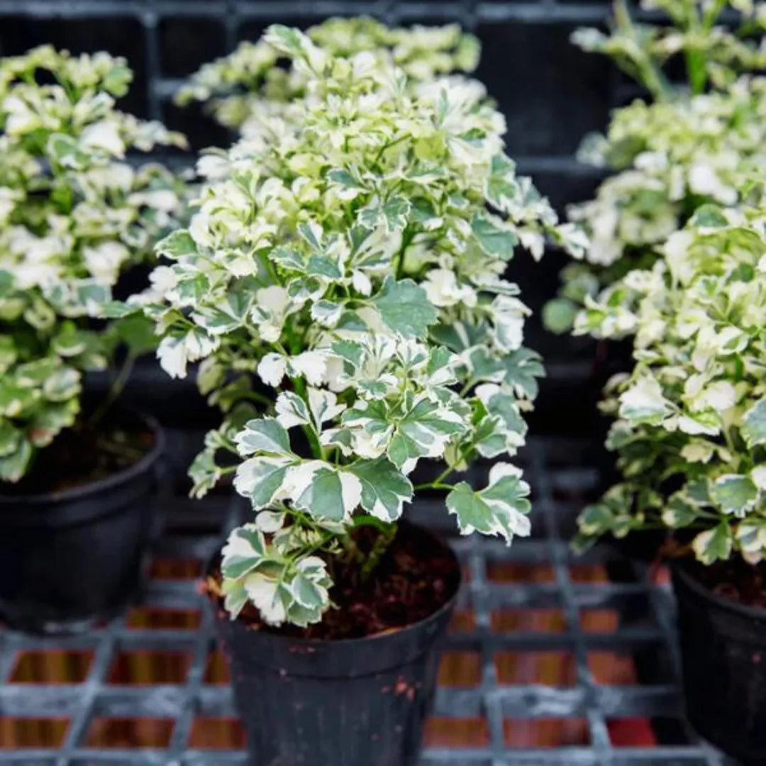 Buy Aralia Super White - Plant Online at Lalitenterprise