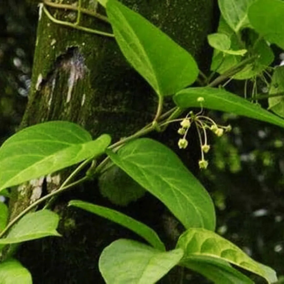 Tylophora Indica Medicinal Plant