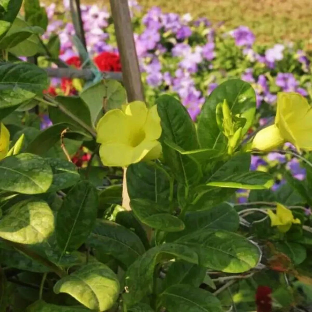 Buy Best Flowering Plant - Lalit Enterprise