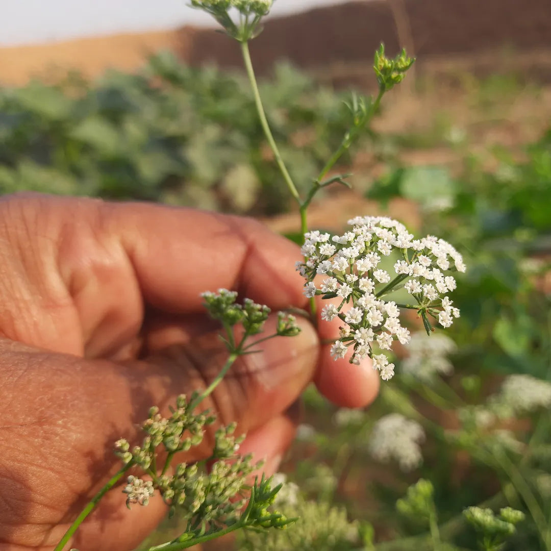 Trachyspermum ammi flower