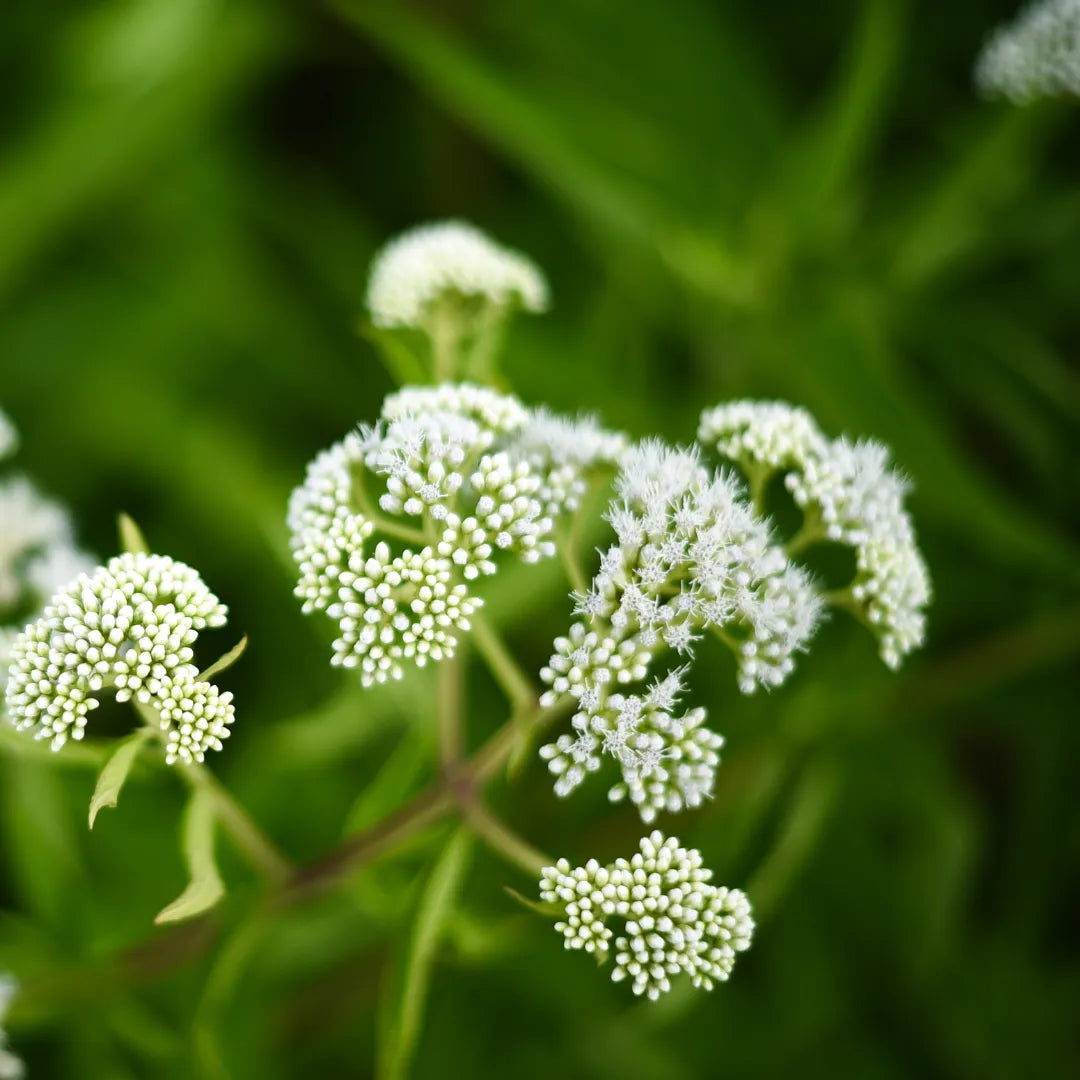 Trachyspermum ammi Plant
