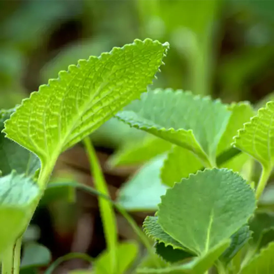 Ajwain Plant leaves