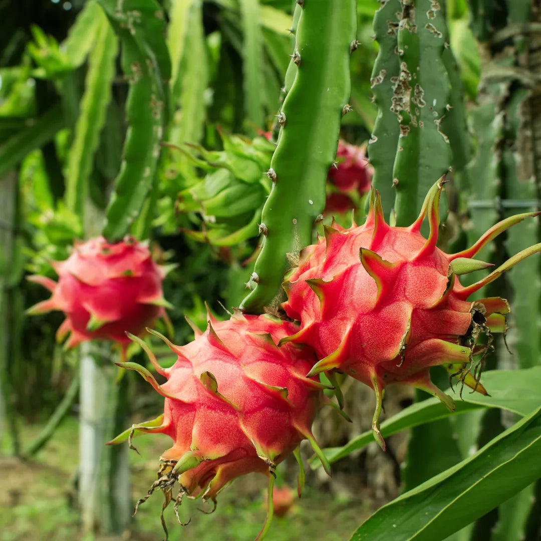 Hylocereus undatus Fruit Plant