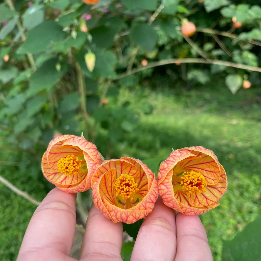 Abutilon striatum flower - Plant