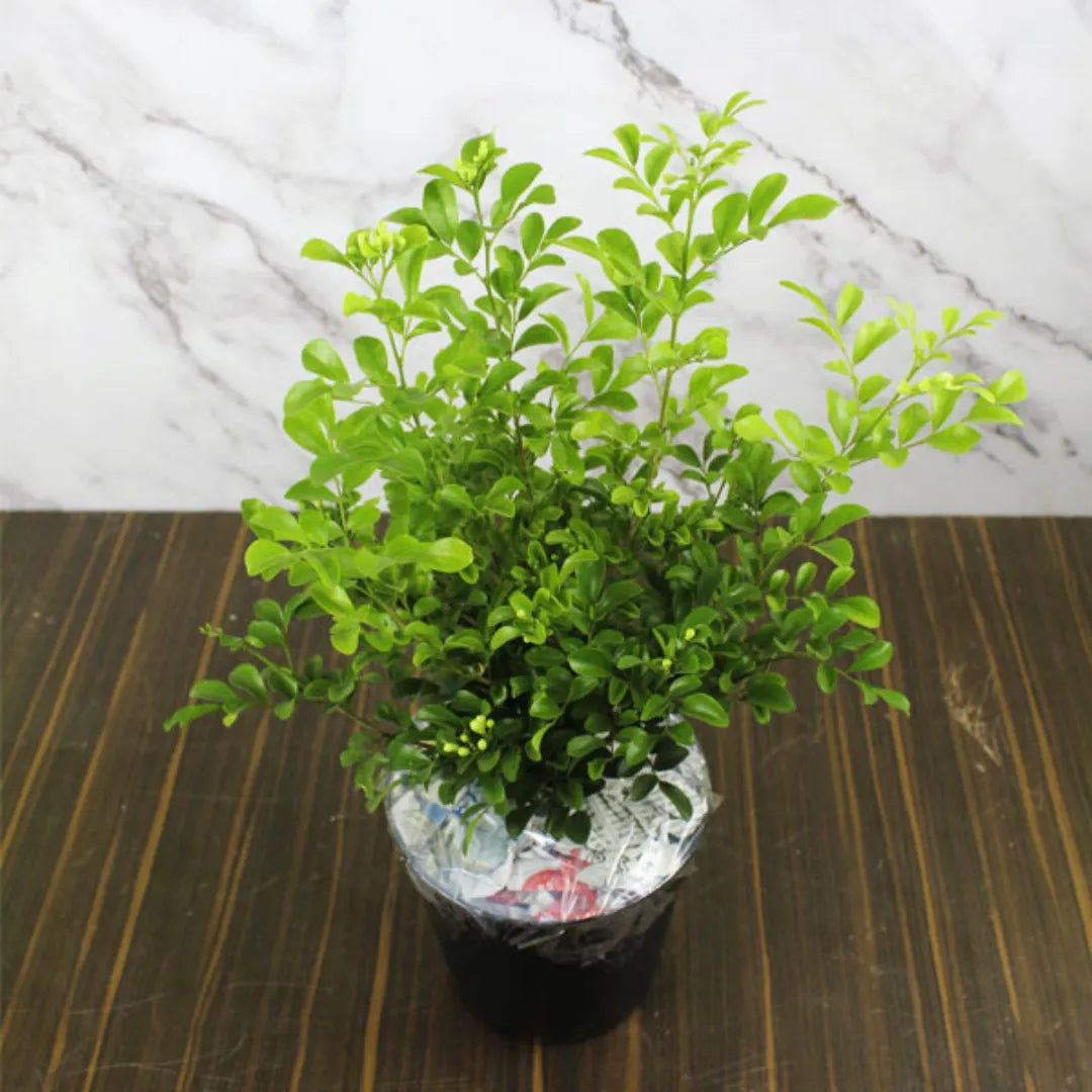 Standard Kamini Plant