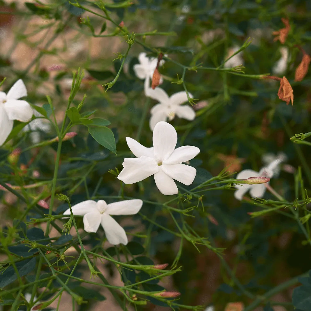 Buy Chameli (Jasminum) Plant online at Lalitenterprise