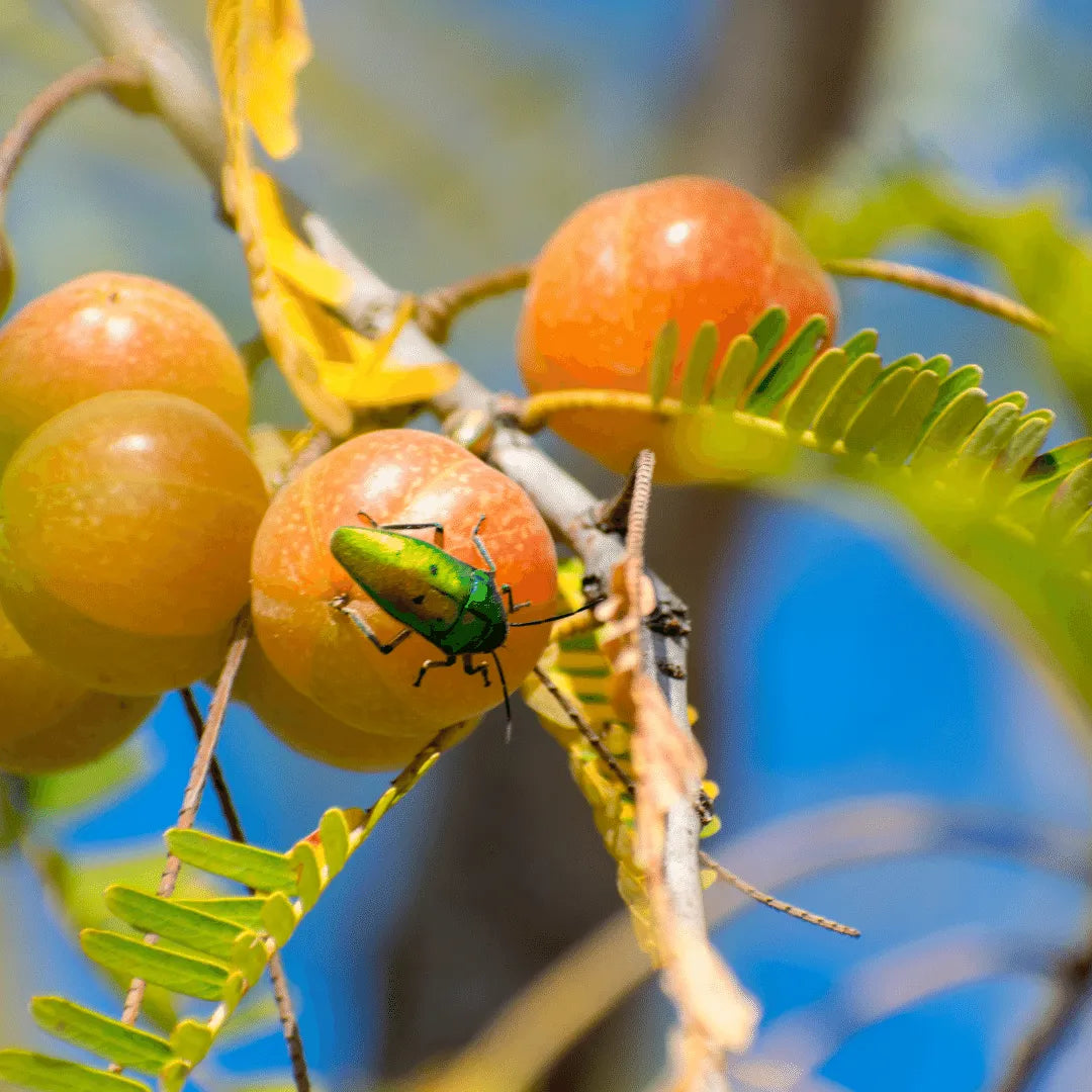 Buy Rare Red Amla (Phyllanthus emblica) plant online at Lalitenterprise