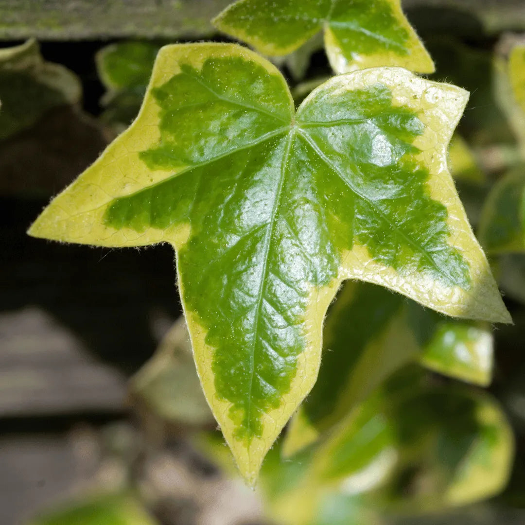 Buy Hedera Helix Plant online at Lalitenterprise