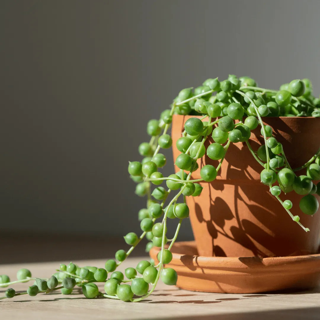 Buy String of Pearls (Senecio rowleyanus) online at Lalitenterprise