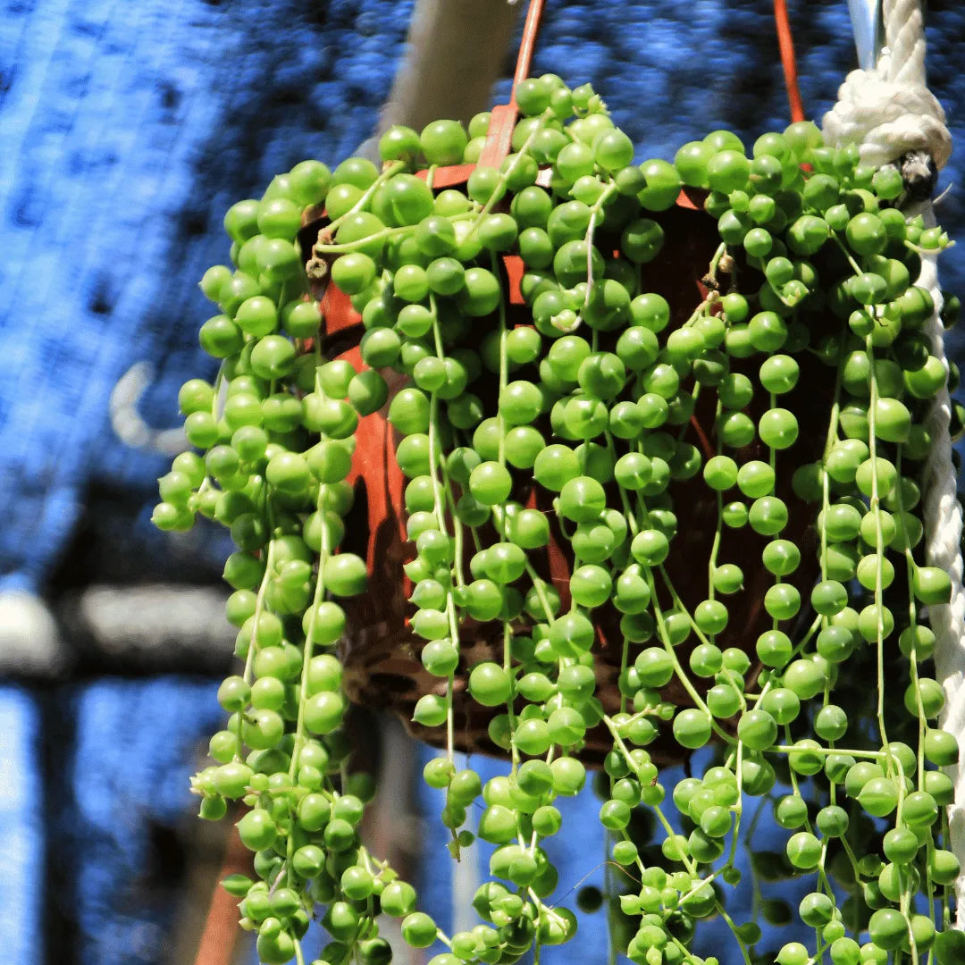 Buy String of Pearls online at Lalitenterprise