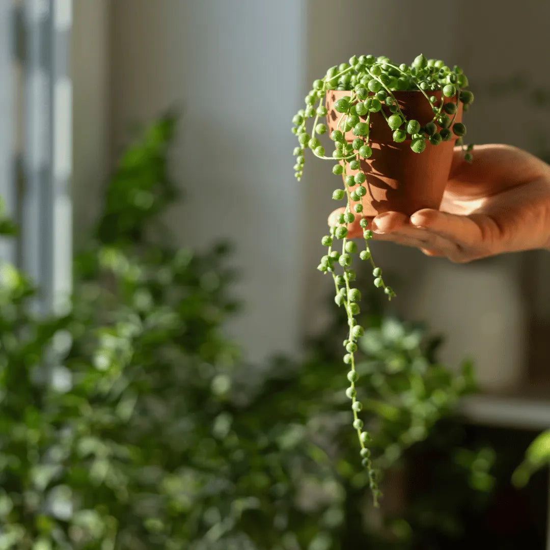 Buy Senecio rowleyanus online at Lalitenterprise