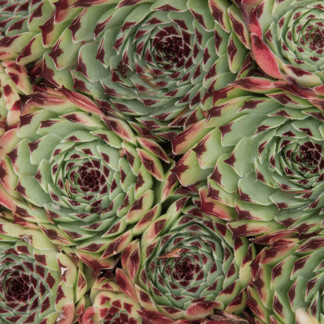 Buy (Sempervivum Calcareum Fire Dragon) Online at Lalitenterprise