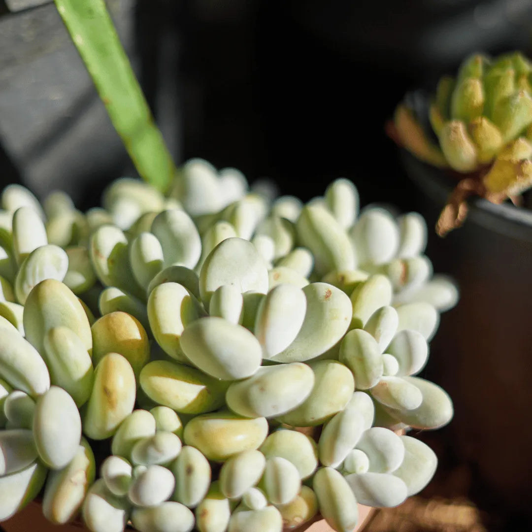 Buy Moonstone Succulent Online at Lalitenterprise