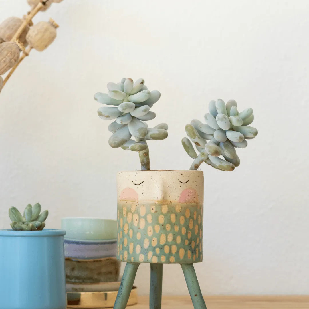 Buy Pachyphytum oviferum Plant Online at Lalitenterprise