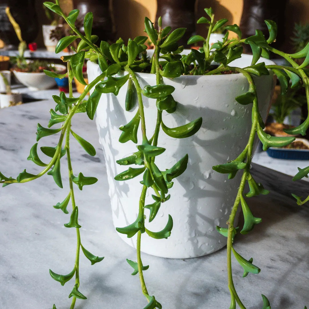 Buy Senecio peregrinus / Flying Dolphins Online at Lalitenterprise
