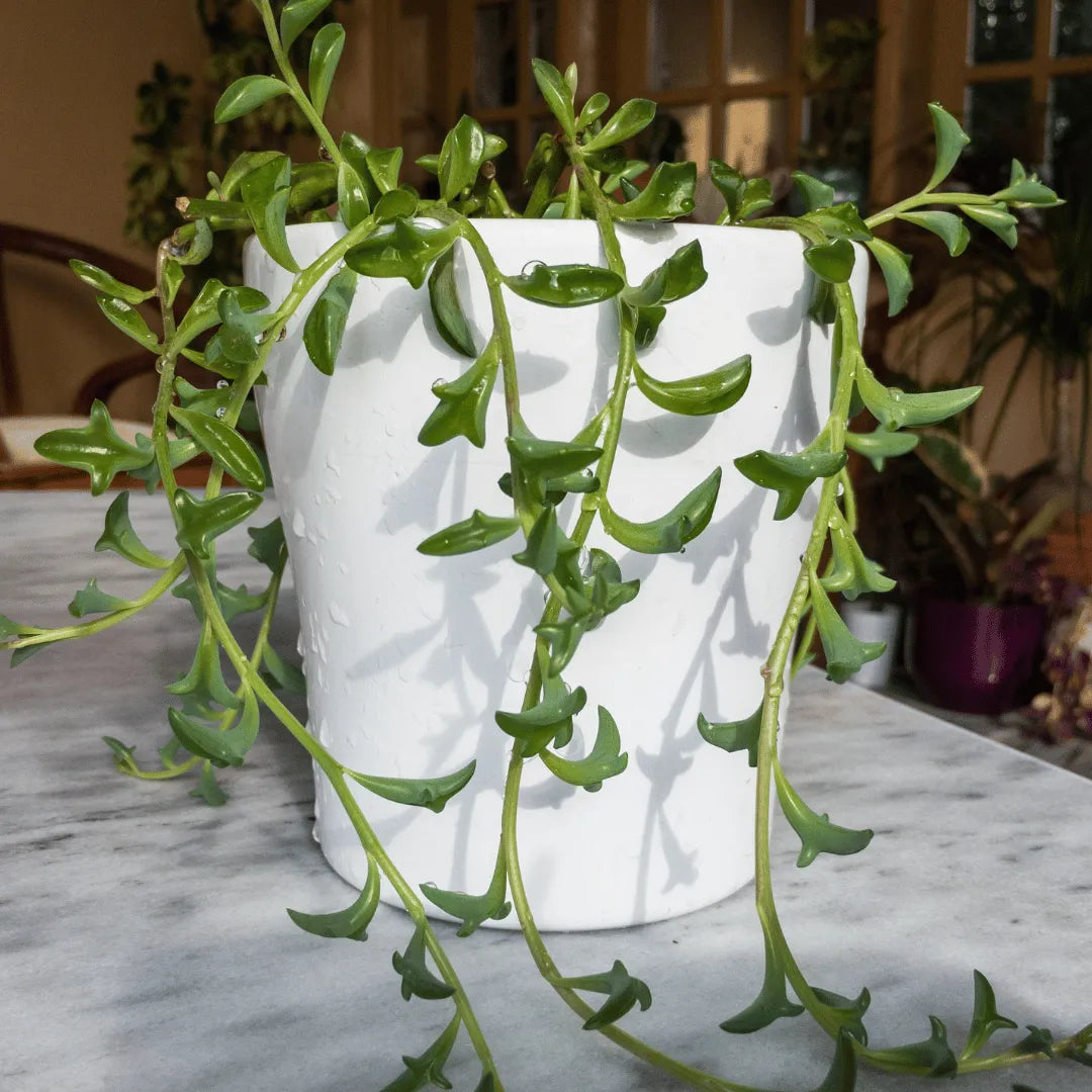 Buy String of Dolphins Online at Lalitenterprise