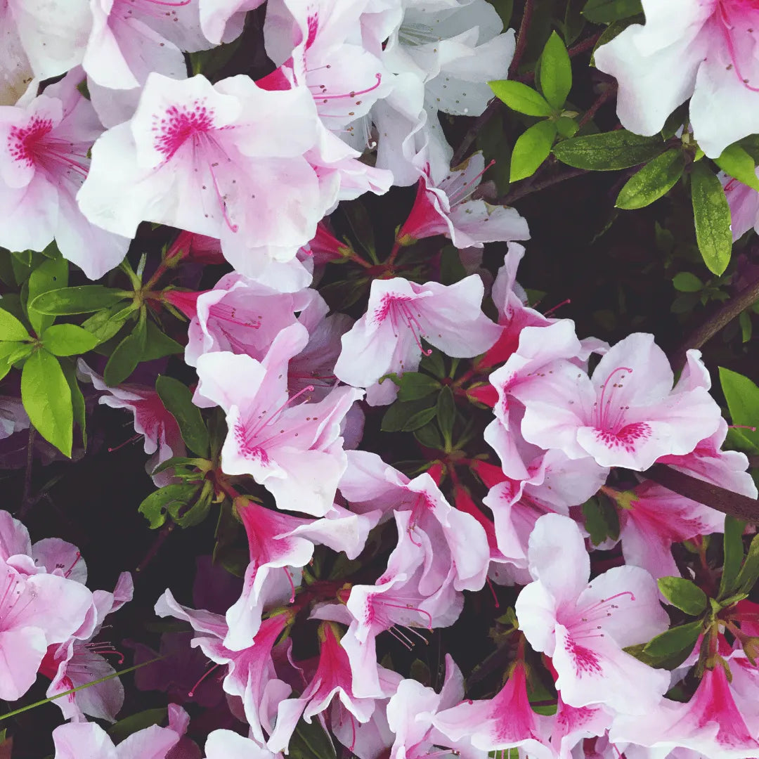 Buy Dwarf Azalea (Rhododendron atlanticum) Plant Online at Lalitenterprise