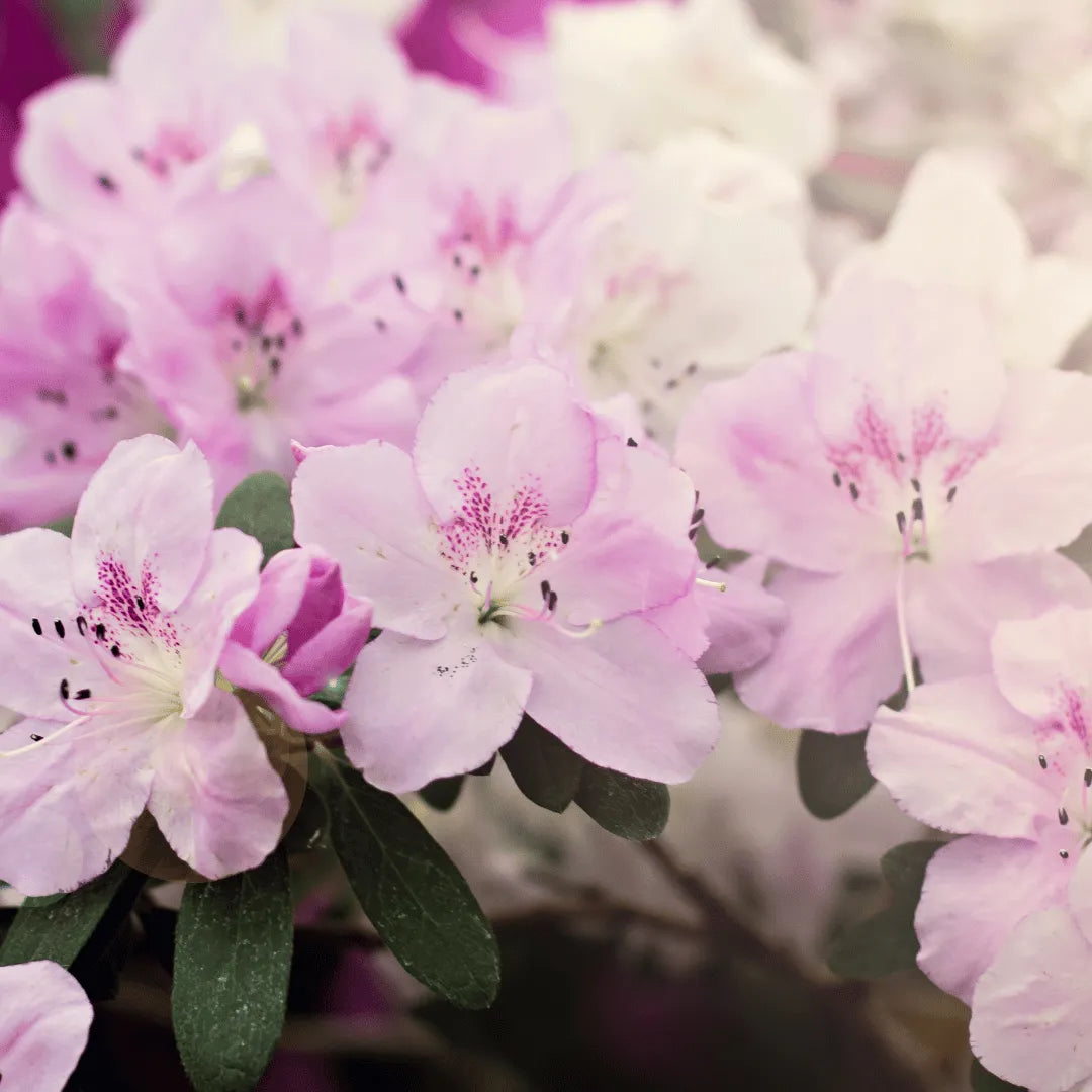 Buy Dwarf Azalea (Rhododendron atlanticum) Plant Online at Lalitenterprise