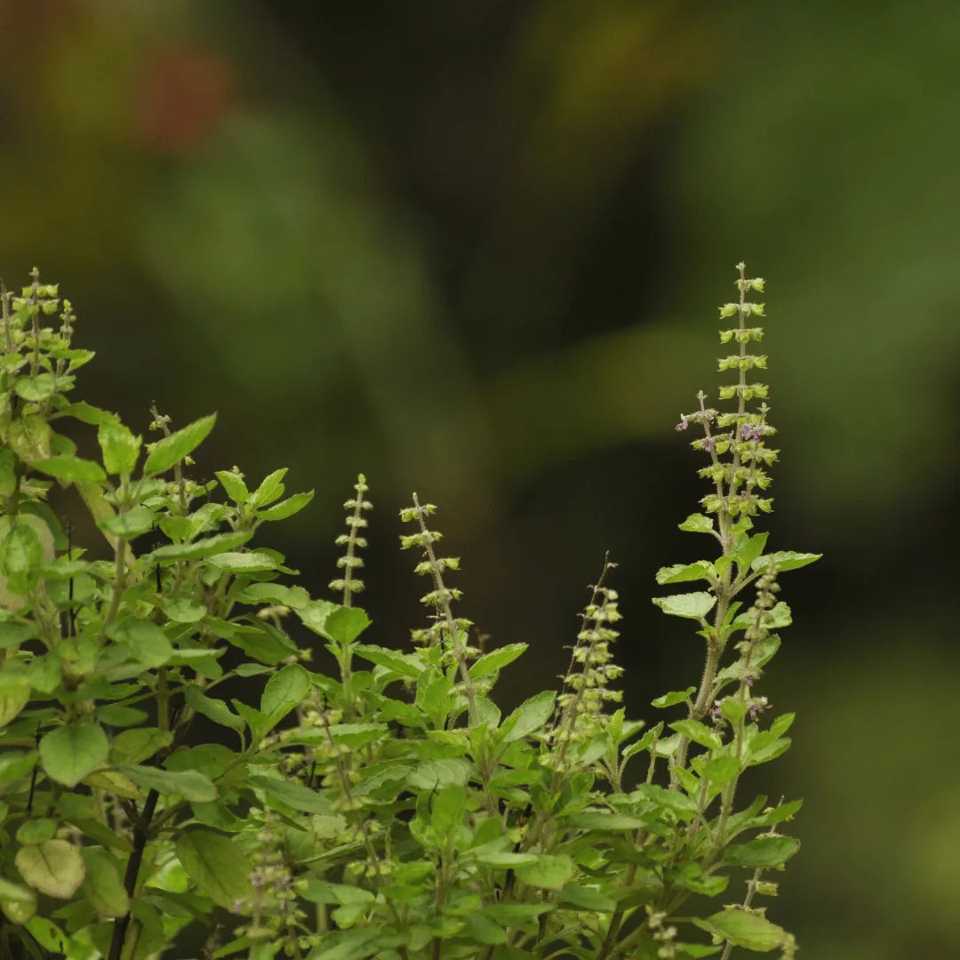 Buy Rama Tulsi Online at Lalitenterprise