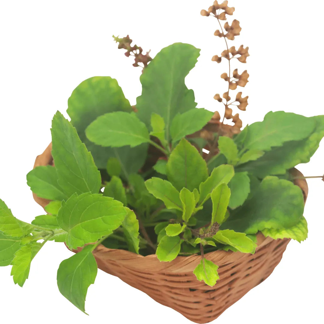 Buy Rama Tulsi Online at Lalitenterprise