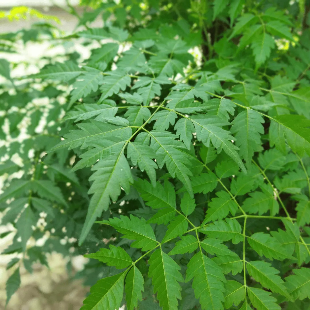 Buy Malabar Neem Plant Online at Lalitenterprise