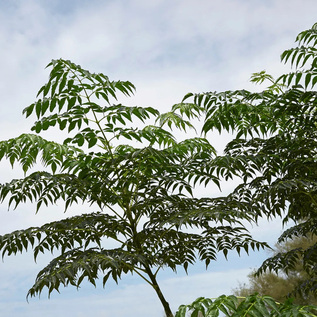 Buy Malabar Neem (Melia dubia) Plant Online at Lalitenterprise