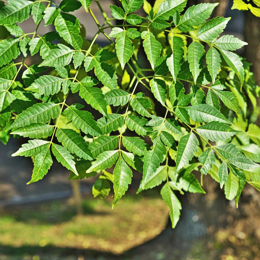 Buy Melia dubia Plant Online at Lalitenterprise