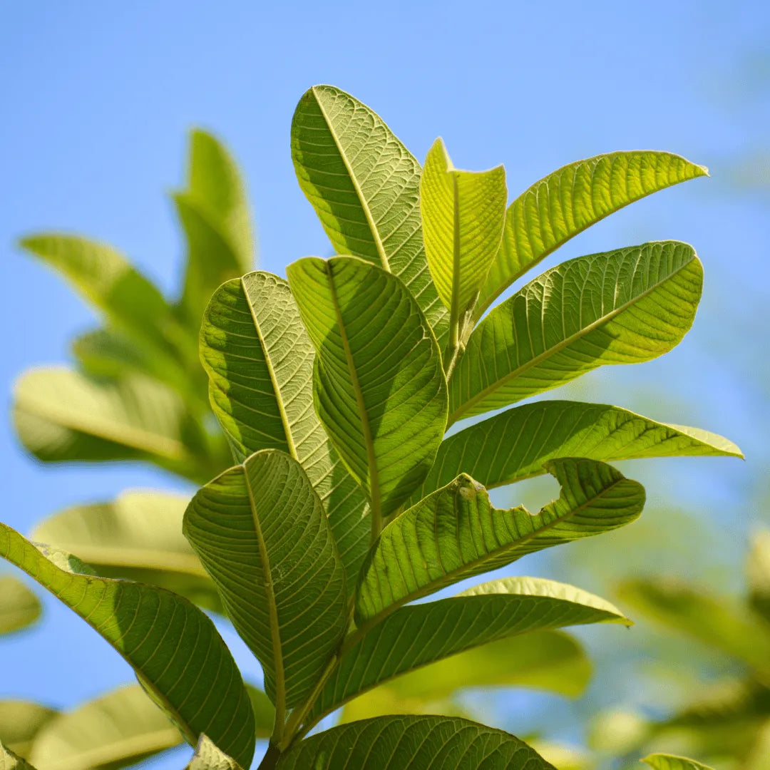 Buy Psidium guajava Plant Online at Lalitenterprise