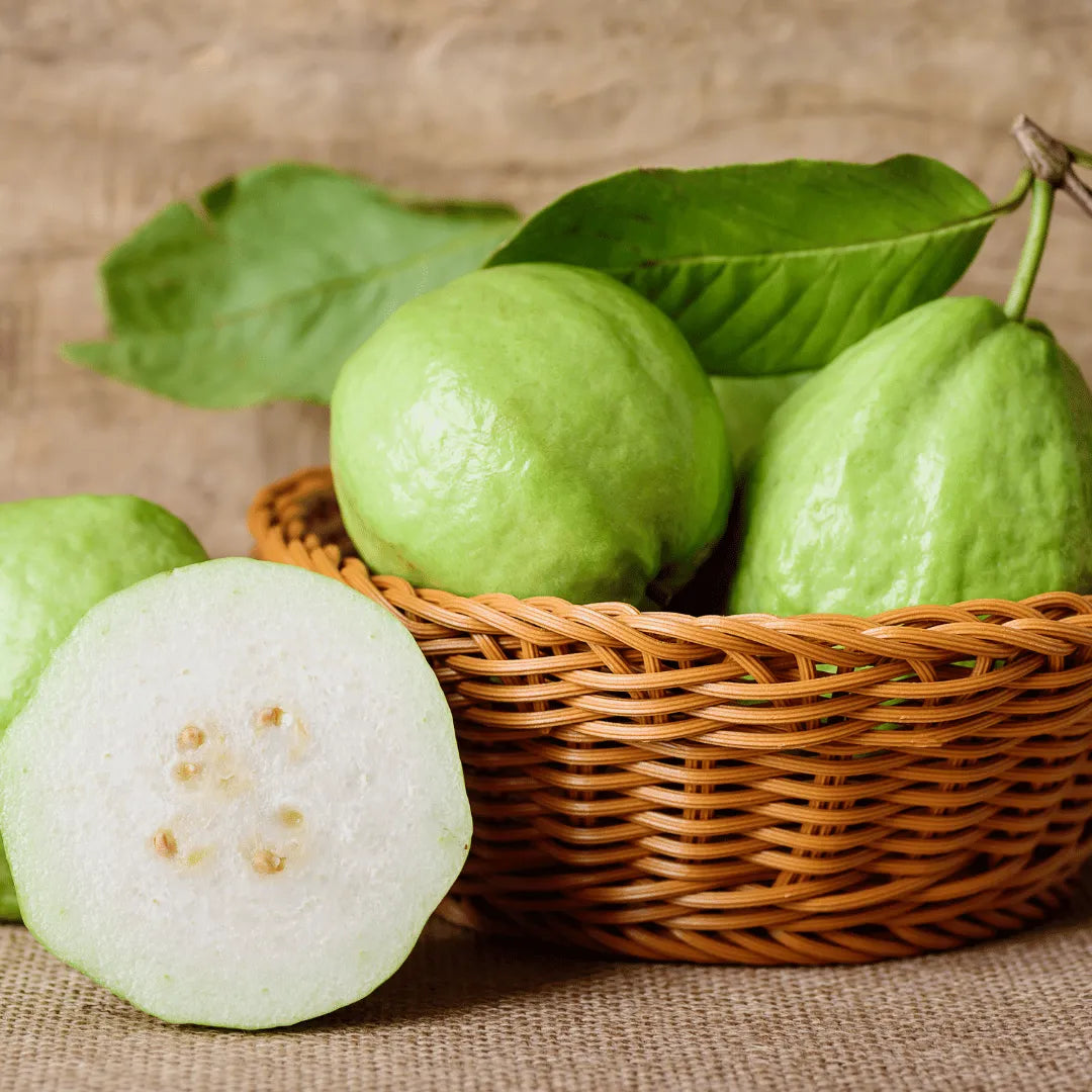 Buy Safeda Guava Plant Online at Lalitenterprise