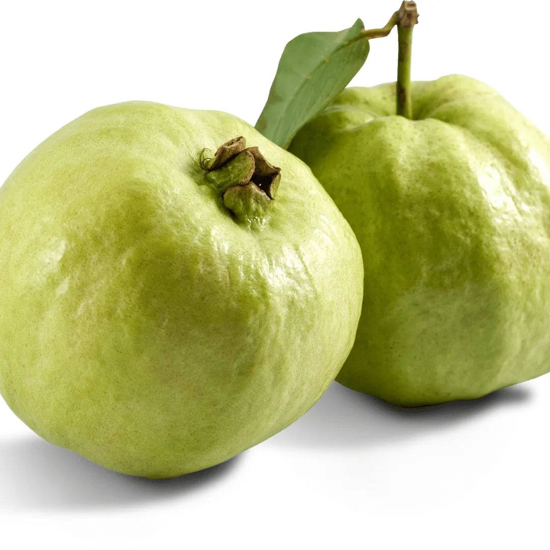 Buy Safeda Guava ( Psidium guajava) Plant Online at Lalitenterprise