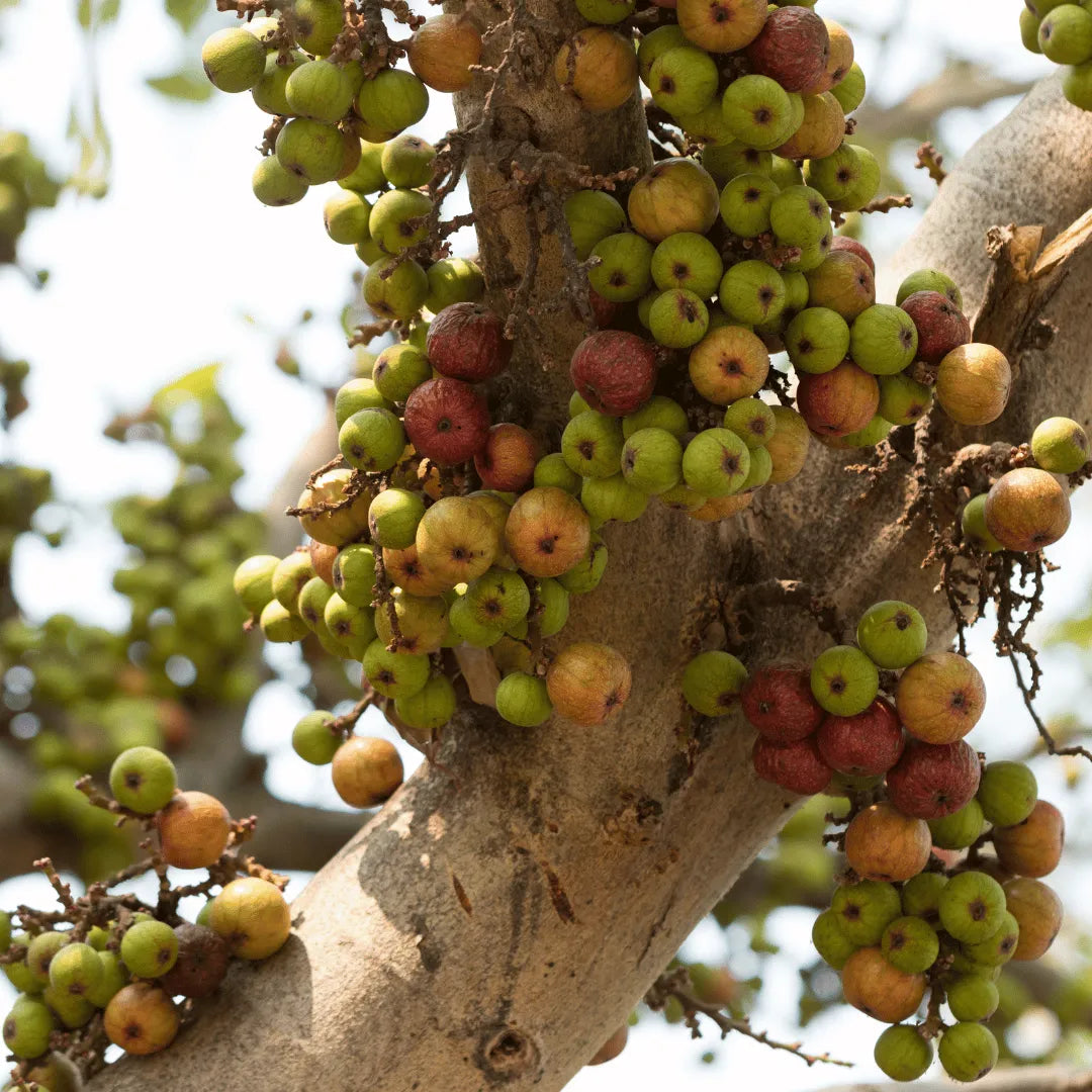 Buy Cluster fig, Gular fig (Ficus racemosa) Plant Online at Lalitenterprise