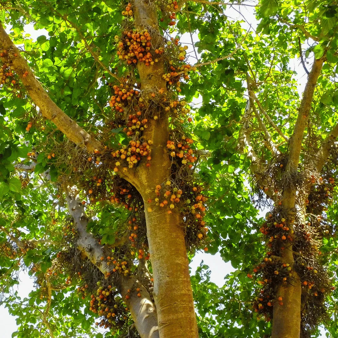 Buy Cluster fig, Gular fig (Ficus racemosa) Plant Online at Lalitenterprise
