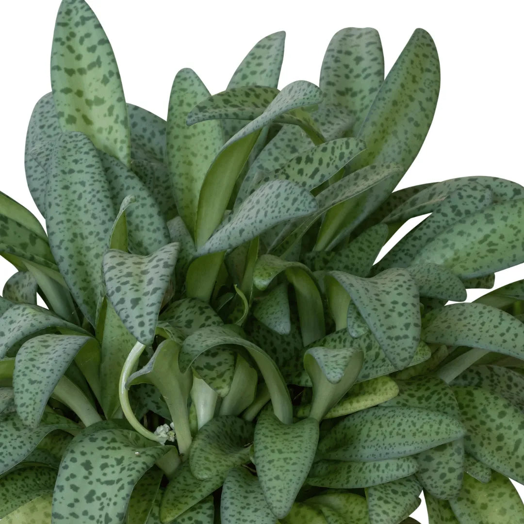 Buy African Hosta Plant Online at Lalitenterprise