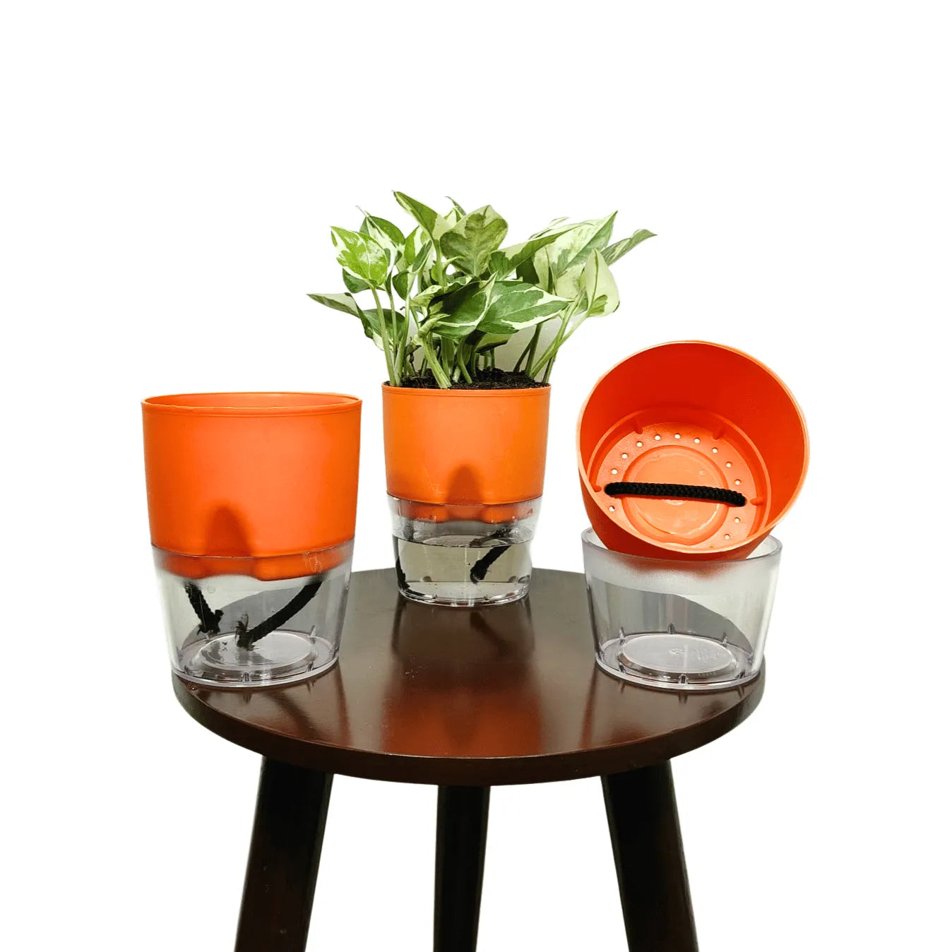 Buy LOBELLO Premium Quality self watering Orange pot Online at Lalitenterprise