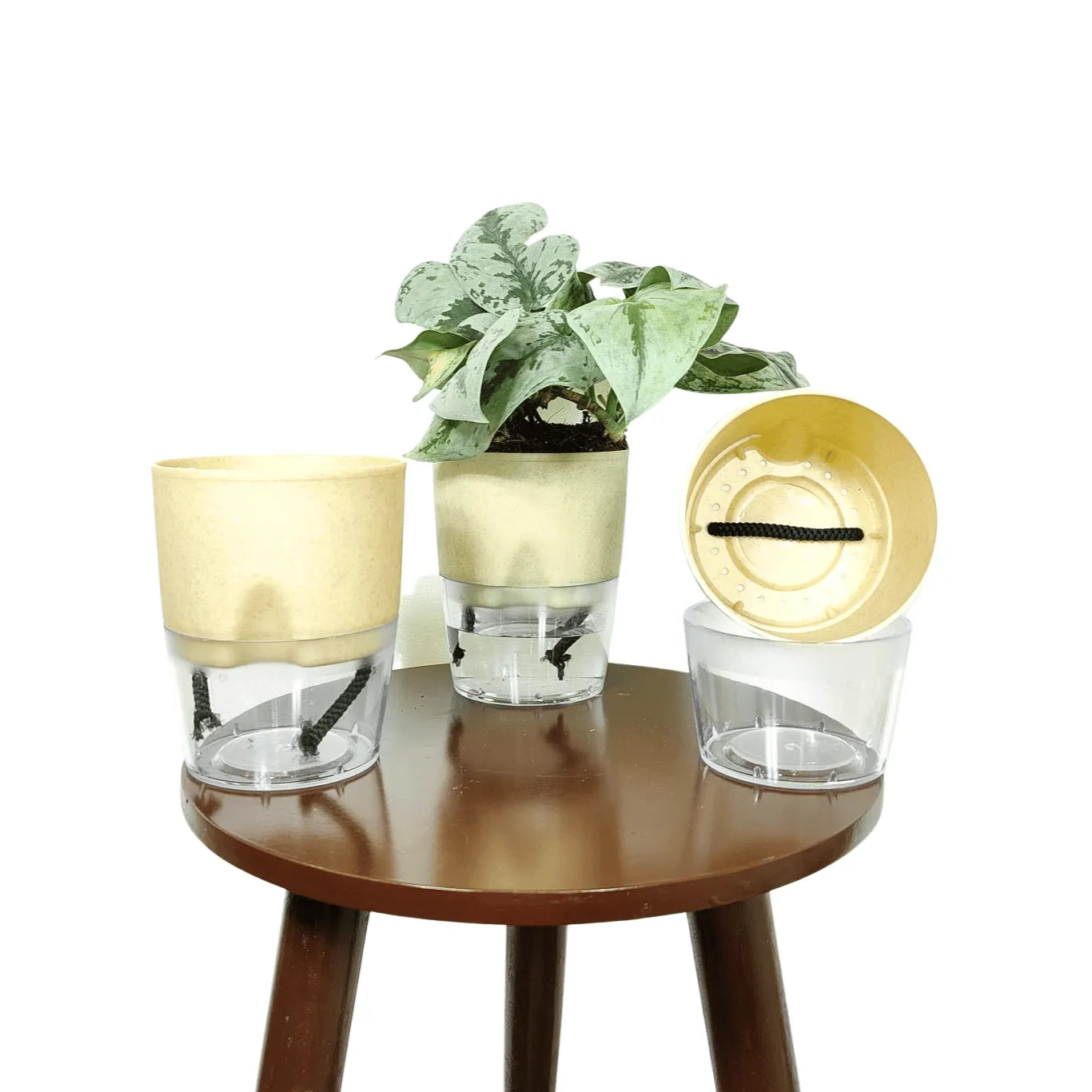 Buy LOBELLO Premium Quality self watering Stone Gold pot Online at Lalitenterprise