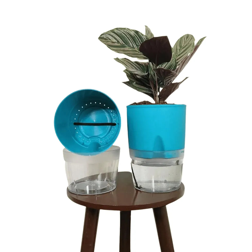Buy LOBELLO Premium Quality self watering Sea Blue pot Online at Lalitenterprise