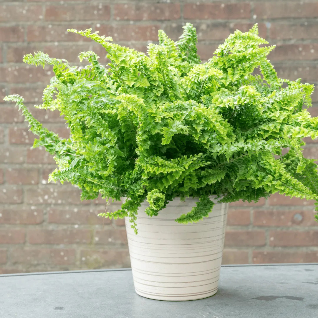 Buy Fluffy Ruffle Fern (Nephrolepis Exaltata) Plant Online at Lalitenterprise