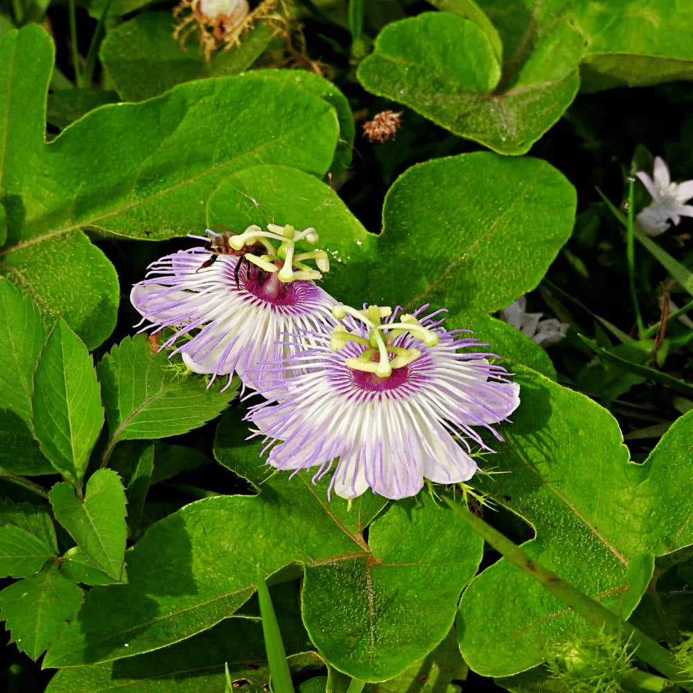 Krishnakamal, Passiflora, Passion Flower (Pink) - Plant